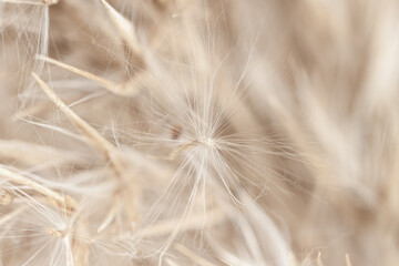 Fototapeta na wymiar Dry cool tones beige romantic cane reed rush fluffy buds on blur natural background macro
