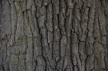 Oak tree bark. Realistic wood texture