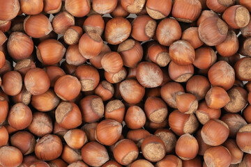 Unpeeled hazelnuts background texture. hazelnuts in shell