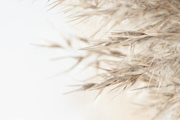 Dry cool tones beige romantic cane reed rush with fluffy buds on light background macro