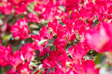 瑞々しいカラフルな満開の薔薇