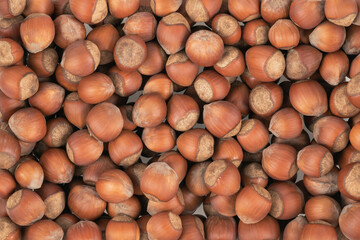 Unpeeled hazelnuts background texture. hazelnuts in shell