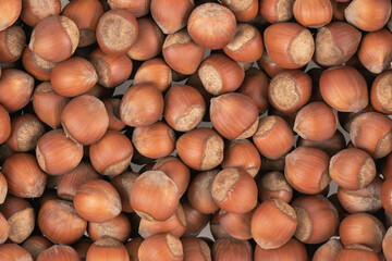 Unpeeled hazelnuts background texture. hazelnuts in shell