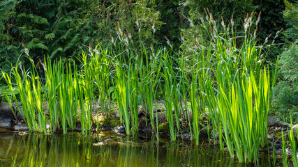 Blooming sedge Carex Nigra (Carex melanostachya) on shore of garden pond. Fluffy yellow caps on Black or common sedge against blurred background. Selective focus. Nature concept for spring design.