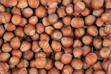 Unpeeled hazelnuts background texture. hazelnuts in shell