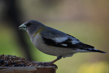 A female large stray bill at the feeder