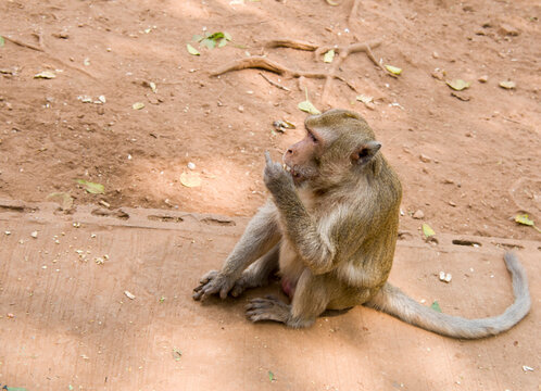  Feeding monkey at the temple Wat Trai Rattanaram