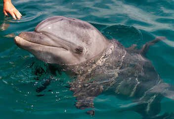 Happy dolphin with the head above water and eyes closed.