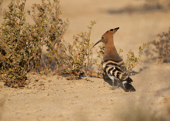 Hoopoe perched on the ground, Bahrain