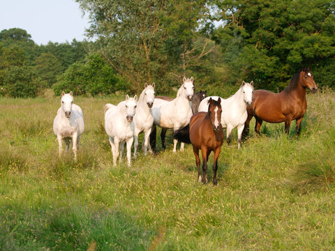 Herd Of Ponies