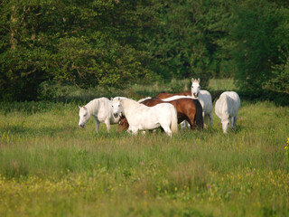 Fototapeta na wymiar Herd of Ponies