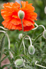 beautiful red poppies in my garden