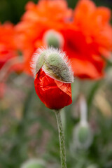 beautiful red poppies in my garden