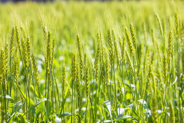 新緑が綺麗な瑞々しい麦