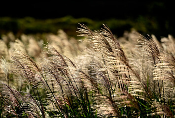三瓶山のすすき