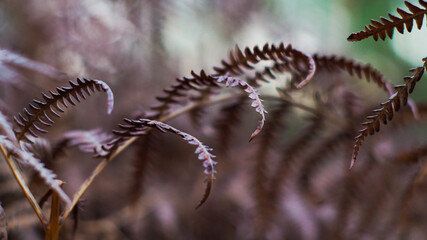 Fougères aux feuilles torsadées