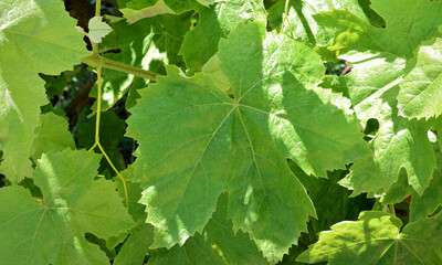 Fototapeta na wymiar Vineyard, vine leaves, for future grape clusters