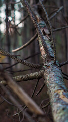 Macro d'une branche de pin