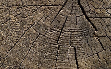 Fototapeta premium old wood texture