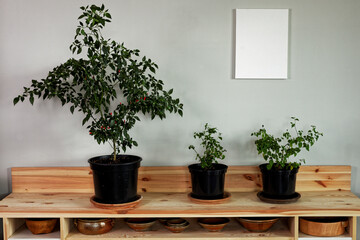Blank canvas on wall in room with chili plant on wooden shelf and ceramic pottery.