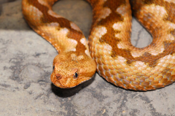 Vipera ammodytes meridionalis closeup