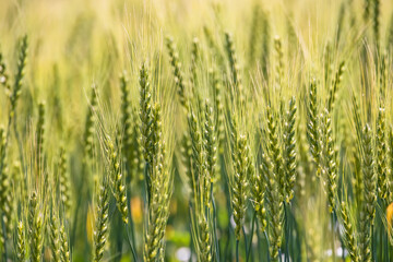 新緑が綺麗な瑞々しい麦