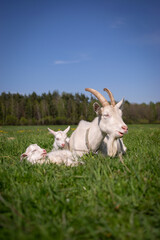 Obraz premium goat on the meadow