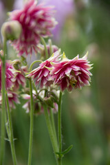 flowers from my mother's garden