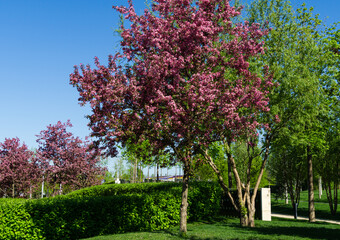 Naklejka premium Pink flowers of Apple Malus pumila 'Niedzwetzkyana'. Dark pink blossoms of Niedzwetzky's apple in public landscape city park Krasnodar or Galitsky park. Spring floral pattern design. Selective focus