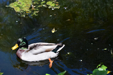Duck in pond of greenish waters, full of nature.