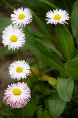flowers from my mother's garden
