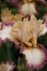 flowers from my mother's garden