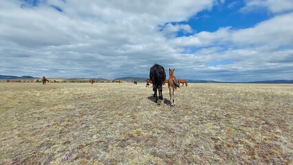 Herd of horses bay chestnut palomino mare stallion and Foals on Spring meadow
