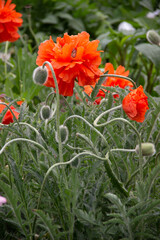 flowers from my mother's garden