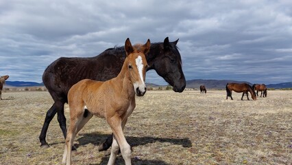 Horse and foal family looking at camera. Herd of horses on Spring meadow