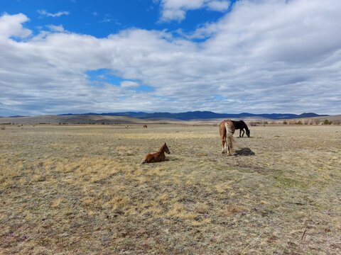Herd of horses bay chestnut palomino mare stallion and Foals on Spring meadow