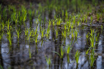 W oczekiwaniu na nadchodzącą wiosnę