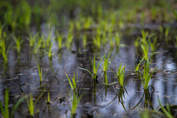 W oczekiwaniu na nadchodzącą wiosnę