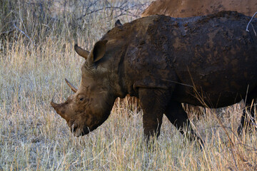 White Rhino