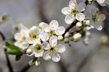 Plum blossom in spring garden on blurred background. White flowers and buds with leaves on a branch