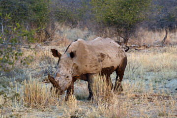 White Rhino