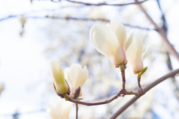 magnolia bloosom tree flowers spring