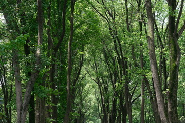forest tree trunks with green lush foliage on sunny day
