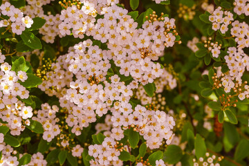 A wonderful Spiraea shrub in full bloom_ Baden-Baden, Germany