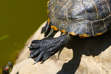 Close-up of a turtle's paw. Animal macro