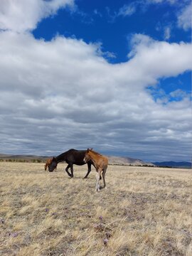 Horse and foal family looking at camera. Herd of horses on Spring meadow