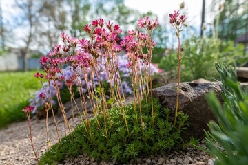 Fototapeta na wymiar Saxifraga arendsii. Blooming saxifraga in rock garden. Rockery with small pretty pink flowers, nature background.