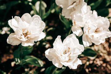 White tulip flowers blooming in a tulip field. White flower tulips flowering in tulips field. Selective focus
