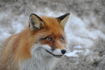 Closeup of red fox head in the wild