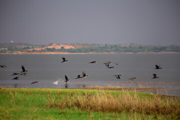 Flock of birds near a pond. A beautiful view of Nature!